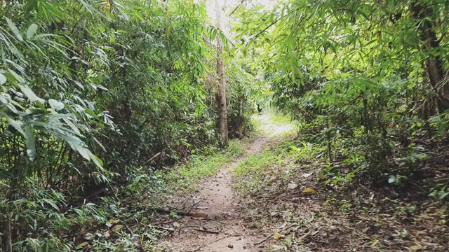 波夫拍摄的徒步在森林爬上高山的徒步小道冒险。在阳光明媚的日子里探索暑假活动视频素材