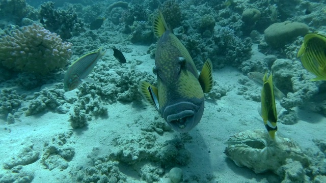 Titan Triggerfish (Balistoides viridescens)在清洁站清洁清洁鱼。热带珊瑚园的生活。色彩斑斓的热带海洋上的鱼视频素材