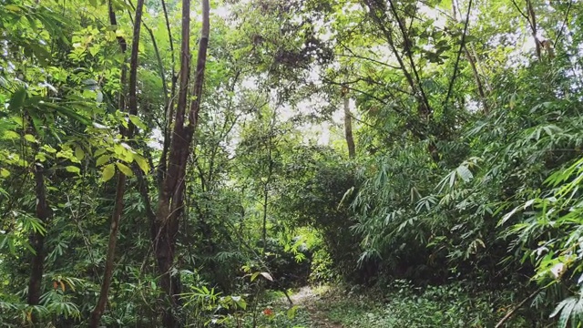 波夫拍摄的徒步在森林爬上高山的徒步小道冒险。在阳光明媚的日子里探索暑假活动视频素材