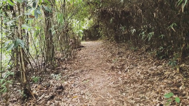 波夫拍摄的徒步在森林爬上高山的徒步小道冒险。在阳光明媚的日子里探索暑假活动视频素材