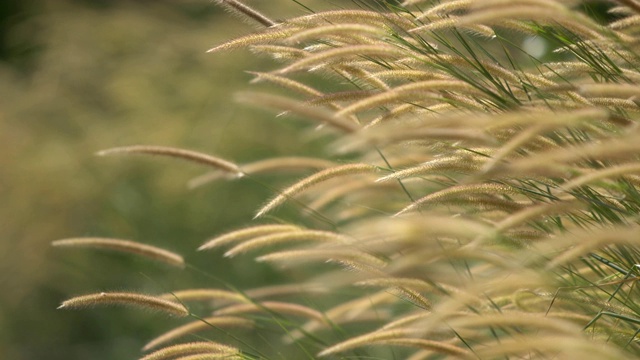 风吹着美丽高大的芦苇花视频素材