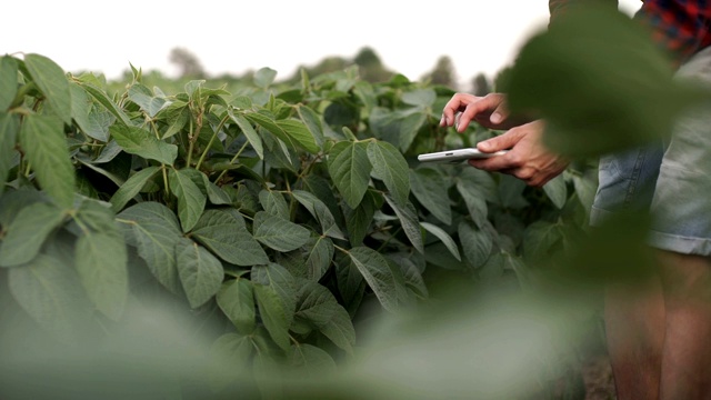 农民在大豆地里使用平板电脑视频素材