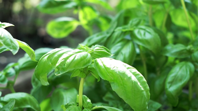 绿色罗勒特写，以自然绿色为背景，选择性聚焦。香料的种植视频素材