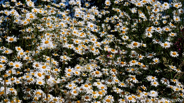 夏日雏菊花草甸背景视频素材