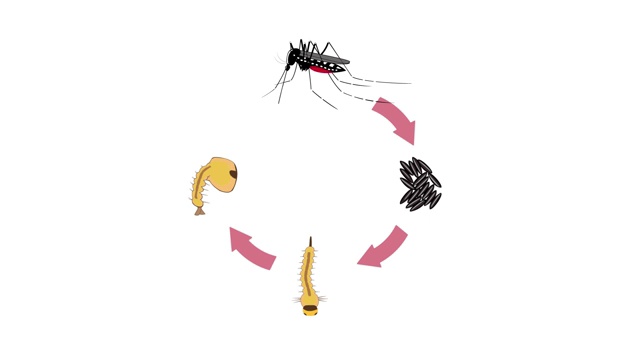 蚊子周期视频下载