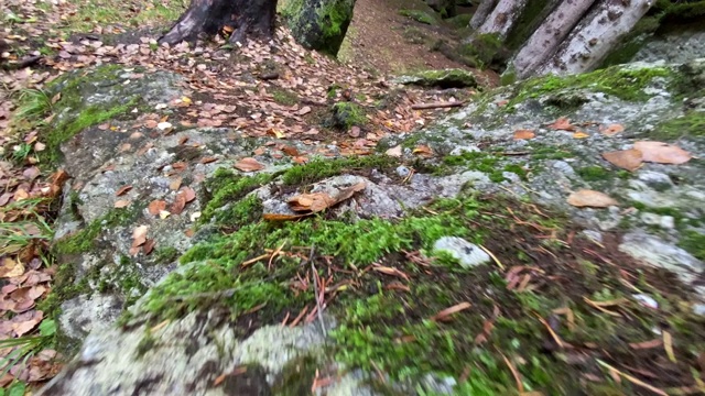 有许多湿苔藓的岩石。这是秋天森林里的一个雨天。森林的地面上到处都是树叶视频素材