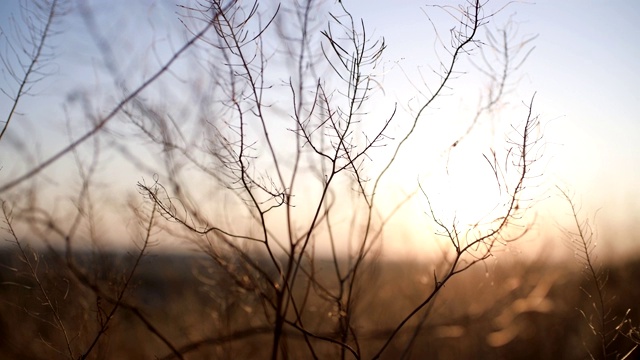 草在夕阳下泛起涟漪视频素材