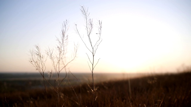 草在夕阳下泛起涟漪视频素材