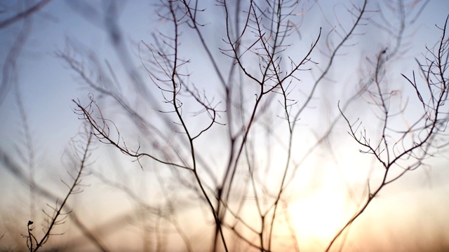 草在夕阳下泛起涟漪视频素材