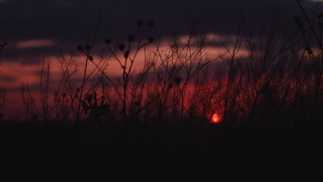 草在夕阳下泛起涟漪视频素材