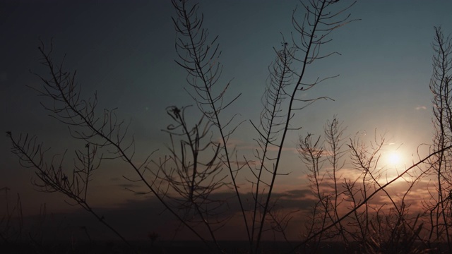 草在夕阳下泛起涟漪视频素材