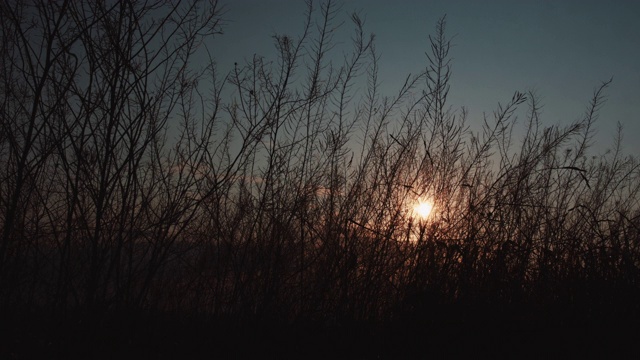 草在夕阳下泛起涟漪视频素材