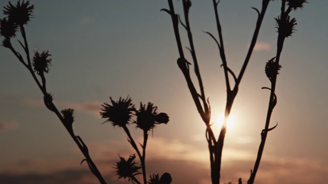 草在夕阳下泛起涟漪视频素材