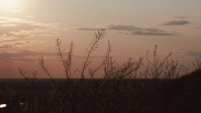 草在夕阳下泛起涟漪视频素材