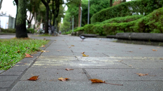 公园里的小路。在雨天。低角度。主题在右边。视频素材