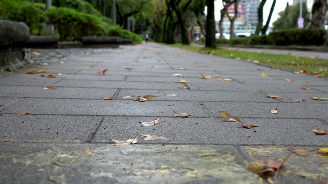 公园里的小路。在雨天。视频素材