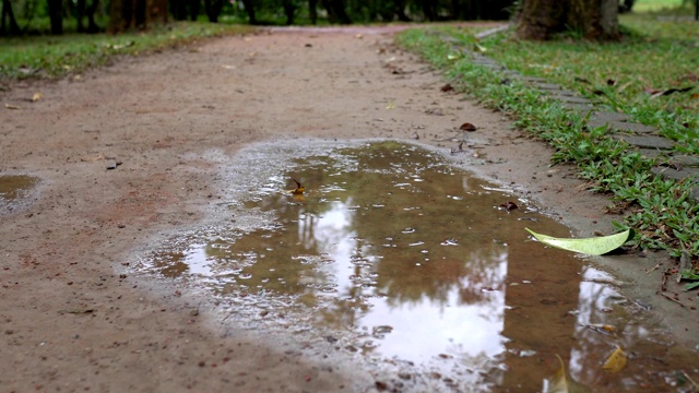 小道上的水坑。雨天，在公园里。视频素材