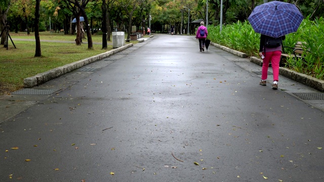 公园里的小路。在雨天。一个拿着伞的人走过。视频素材