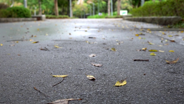 公园里的小路。在雨天。视频素材