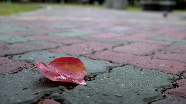 公园里的小路。在雨天。视频素材