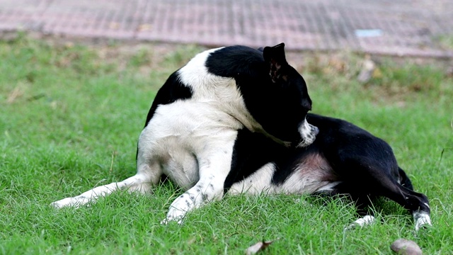 纯种幼犬在大自然中放松视频素材