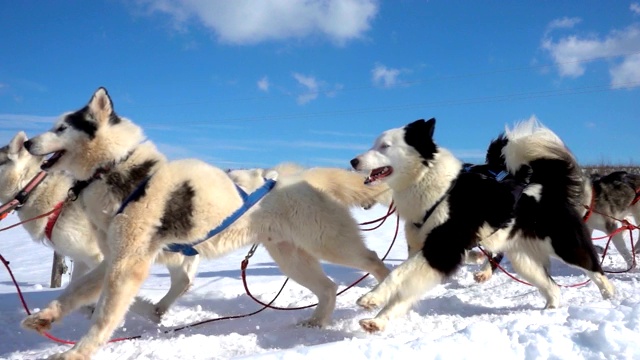 由狗驾驭的哈士奇犬和人一起拉雪橇，慢动作，视频循环播放视频素材