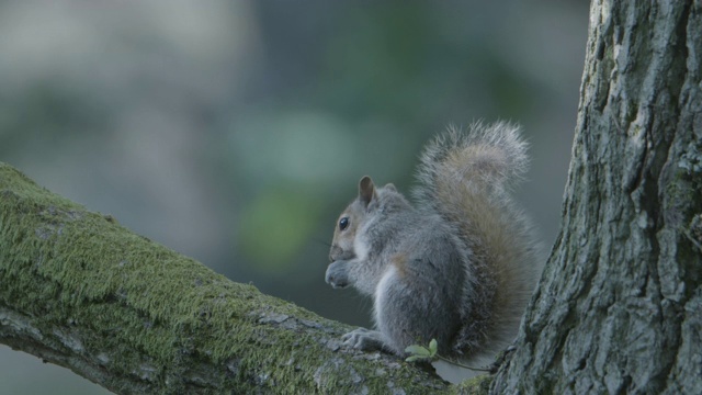 新森林，灰松鼠(Sciurus carolinensis)正在橡树树枝上吃东西视频素材