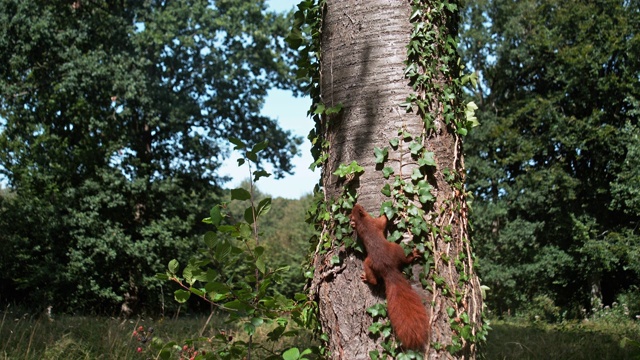 红松鼠，Sciurus vulgaris，成年爬上树干，法国诺曼底，慢镜头4K视频素材