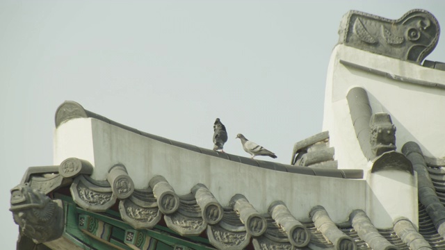 韩国京畿道水原水原市花城城堡屋檐上的鸽子视频素材