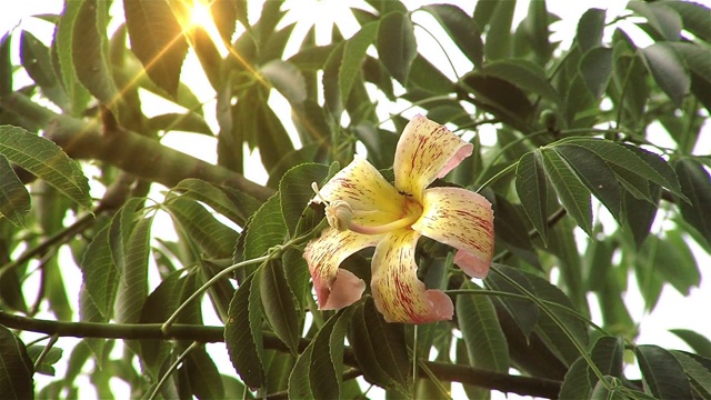 黄花里的昆虫。特写镜头。视频素材