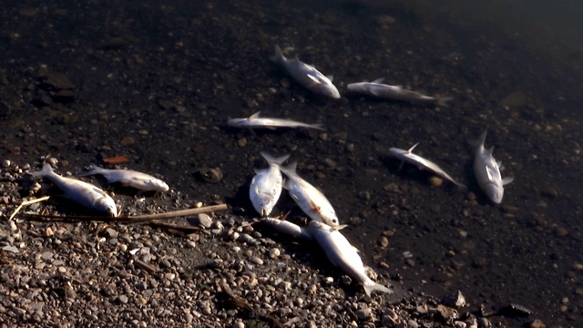 在有毒河流里给死鱼下毒视频素材