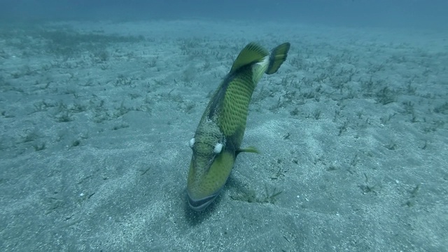 扳机鱼抖着嘴唇，露出牙齿，试图吓唬人。Titan Triggerfish (Balistoides viridescens)。埃及红海视频素材