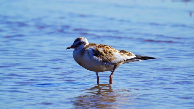 年轻的黑头鸥(Larus ridbundus)站在浅水中休息。视频素材