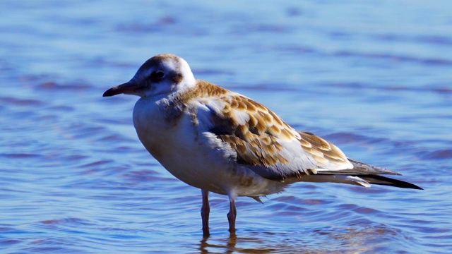 年轻的黑头鸥(Larus ridbundus)站在浅水中休息。视频素材