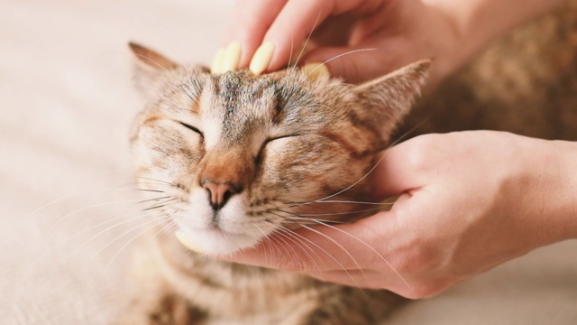 女人在室内抚摸一只姜黄色的家猫。视频素材