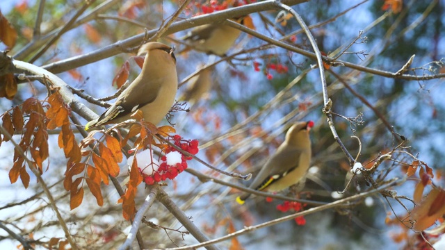 波西米亚蜡翼鸟(Bombycilla garrulus)——鸣禽坐在月桂浆果的树枝上视频素材