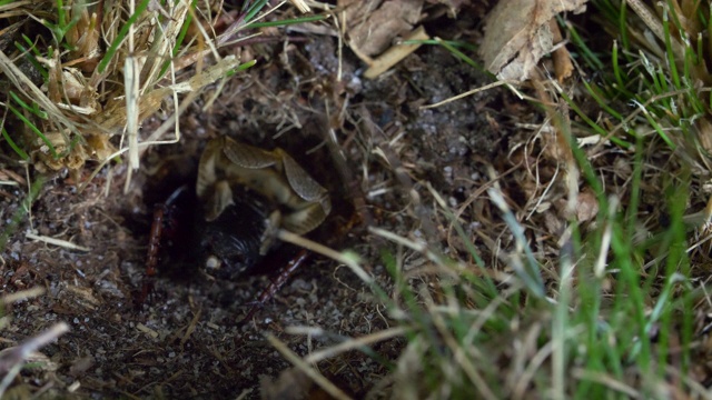 田野蟋蟀(Gryllus campestris)进入它的巢，南唐斯视频素材画面1