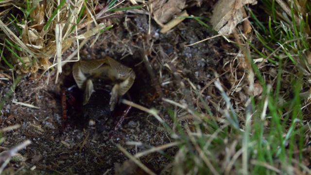 田野蟋蟀(Gryllus campestris)进入它的巢，南唐斯视频素材画面2