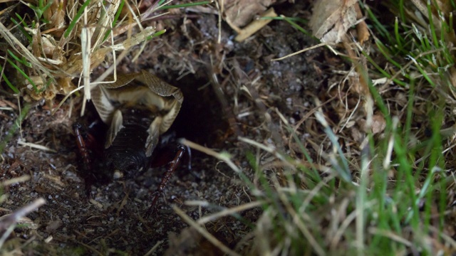 田野蟋蟀(Gryllus campestris)进入它的巢，南唐斯视频素材画面3