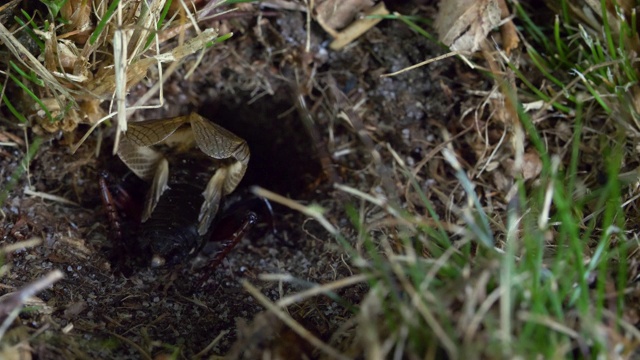 田野蟋蟀(Gryllus campestris)进入它的巢，南唐斯视频素材画面4