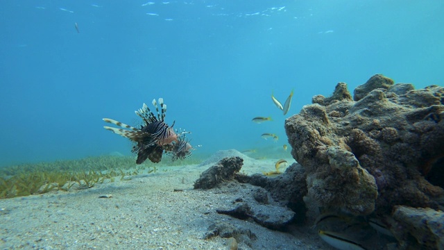 狮子鱼。Pterois迈尔斯,Devil firefish(Сommon lionfish)。视频素材