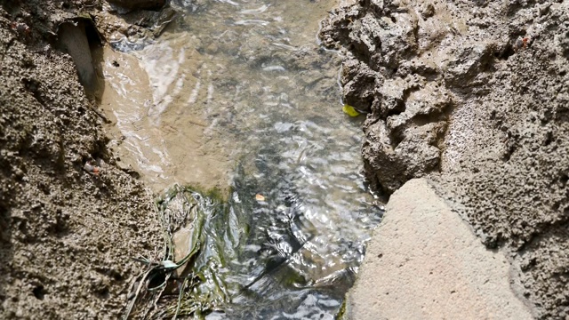 在红树林的溪流中，招潮蟹或鬼蟹在附近吃泥和粘土。动物生命与生态环境概念。大量的自然视频素材