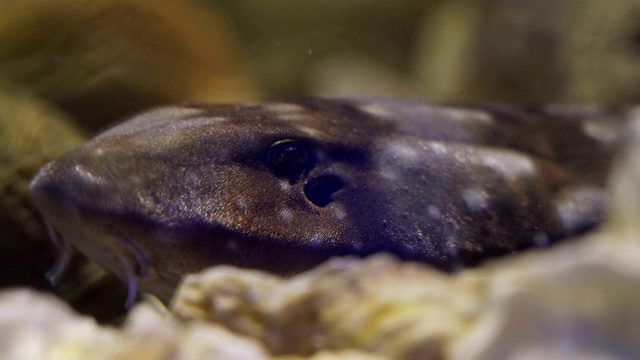 鱼在水族馆视频素材