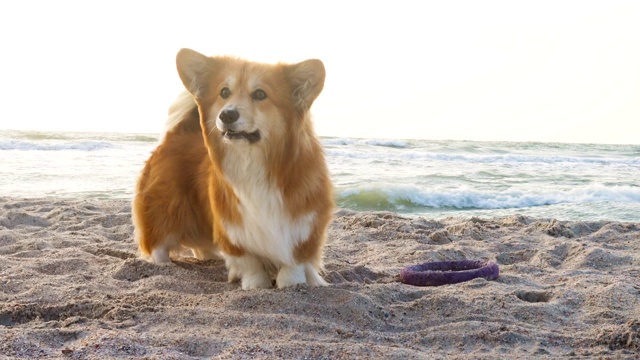 在一个有风的日子里，柯基犬在沙滩上，海浪在背后视频素材