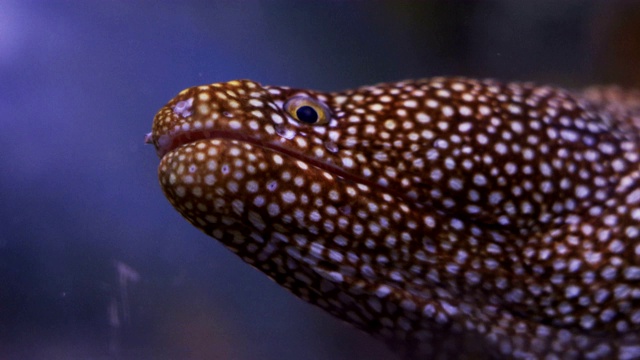 鱼在水族馆视频素材