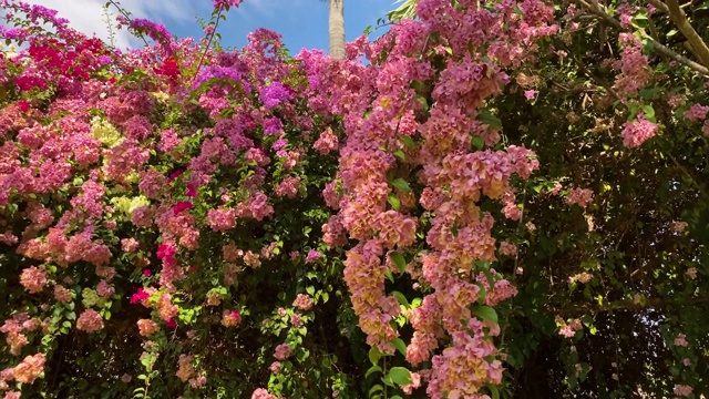 热带灌木开花视频素材