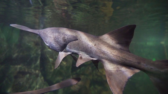 鱼在水族馆视频素材