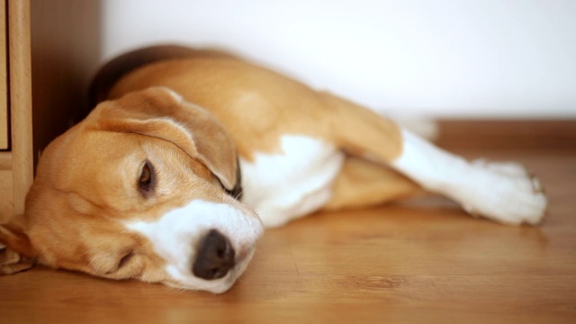 小猎犬躺在地板上，在舒适的房子里睡着了。视频素材