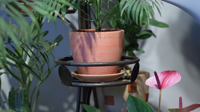 室内植物浇水视频素材