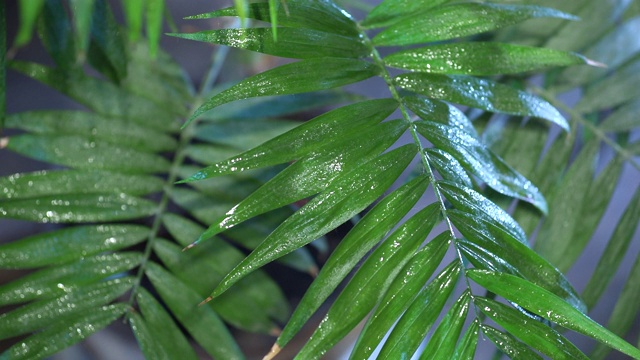 室内植物浇水视频素材